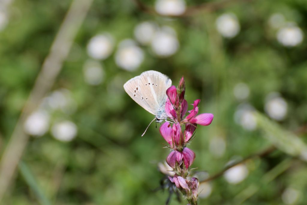 Polyommatus (Agrodiaetus) damon